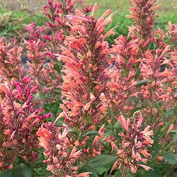 [26年3月中下旬予約]アガスターシェ：アロマブーケ アプリコット