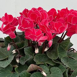 シクラメン（八重咲き）：ウインク レッド5号鉢植え