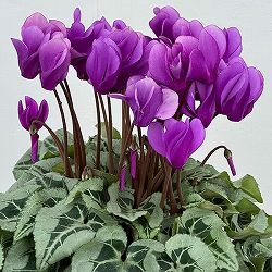 シクラメン：さかもと園芸さん試作株（25-03）5号鉢植え【現品販売】