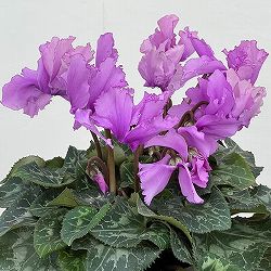 シクラメン：さかもと園芸さん試作株（25-05）5号鉢植え