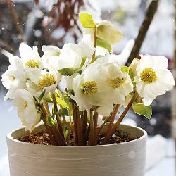 クリスマスローズ（原種系）：早咲きニゲル3号ポット 6株セット（開花終了株）