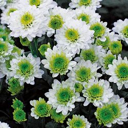 [26年5月中下旬予約]切花菊苗：緑菊リトルエンジェル2.5号ポット