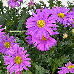 ブラキカム：フレスコ　パープル3-3.5号ポット 6株セット