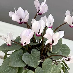 シクラメン（ミニ）：白銀の世界（ライトパープル系）3号ポット