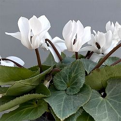 シクラメン（ミニ）：白銀の世界（プロペラホワイト系）3号ポット