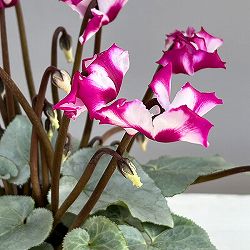 シクラメン（ミニ）：白銀の世界（ピンクホワイト）3号ポット