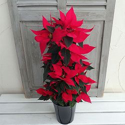 ポインセチア：フェラーラ　ツリー仕立て5号鉢植え