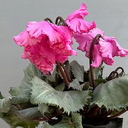 シクラメン（ミニ）：白銀の世界（ふわもこ系・ピンク）3号ポット