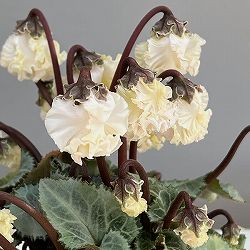 シクラメン（ミニ）：白銀の世界（バニラホワイト系）3号ポット