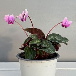 原種系シクラメン：ヘデリフォリウム　アヴァロン　バイオレット3号ポット 6株セット