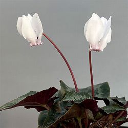 原種系シクラメン：ヘデリフォリウム　アヴァロン　ホワイト3号ポット 6株セット