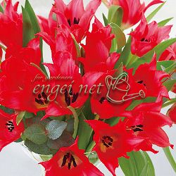 [26年2月中下旬予約]チューリップ：プリティーウーマン1球植え芽出し3号深ポット