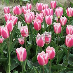 [26年2月中下旬予約]チューリップ：マンディーズチョイス1球植え芽出し3号深ポット