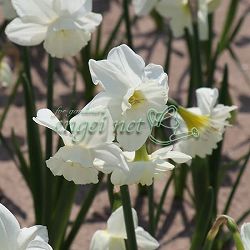 [26年2月中下旬予約]スイセン（水仙）：エルビンズボイス１球植え3号ポット