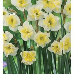 [26年2月中下旬予約]スイセン（水仙）：スマイリングツイン１球植え3号ポット