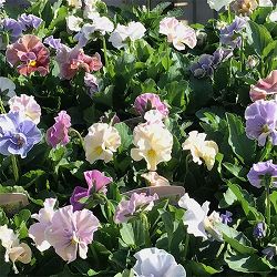 ビオラ（フリル咲き）：パステルフリル（ミックスアソート）3-3.5号ポット 6株セット