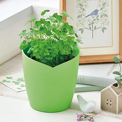 [ギフトに]きっと出会える四つ葉栽培キット