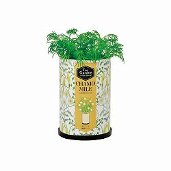 [ギフトに]ティーガーデン：カモミール