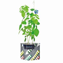 [ギフトに]オンタドール栽培キット：バタフライピー