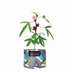 [ギフトに]オンタドール栽培キット：ローゼルハイビスカス