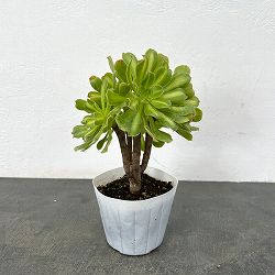 アエオニウム：パラダイス　3.5号ポット