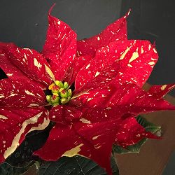 ポインセチア：ジングルベル3号ポット