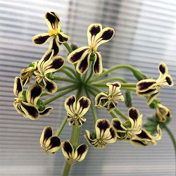 ペラルゴニウム：ロバツム　4号鉢植え