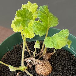 ペラルゴニウム：ロバツムsp.変異種　4号鉢植え