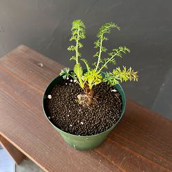 ペラルゴニウム：ラパセウム　4号鉢植え