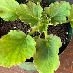 ペラルゴニウム：プンクタツム　4号鉢植え