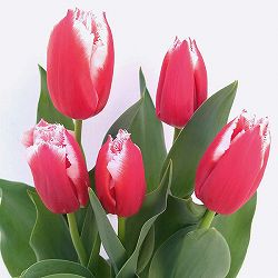 チューリップ：カナスタ5号鉢植え