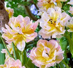 チューリップ：パスワード（斑入り葉八重咲き）5号鉢植え