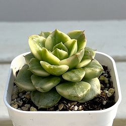 エケベリア：ローリー錦　2.5号