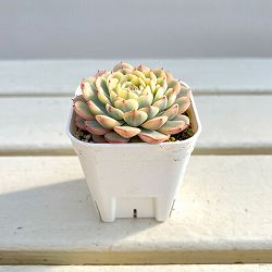 エケベリア：ブルーミニマ錦　2.5号