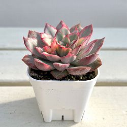 エケベリア：ムーンゴッテス錦　2.5号