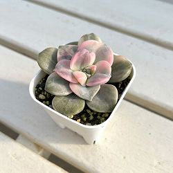 エケベリア：パープルディライト錦　2.5号