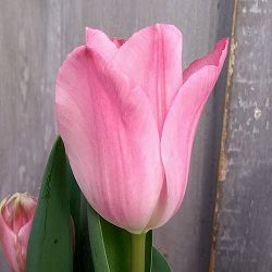 チューリップ：ライトピンクプリンス5号鉢植え（6球植え）