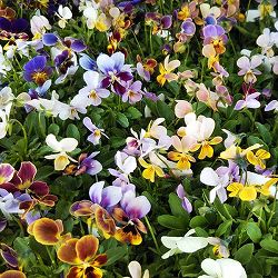 ビオラ：ゲブラナガトヨさんオリジナル品種（花色いろいろ）2.5号ロングポット 6株セット