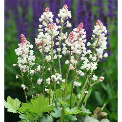 ヒューケレラ：ホワイトレボリューション3.5号ポット