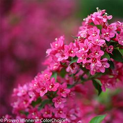 ワイゲラ：ソニックブルーム ピンク 6号ポット