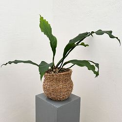 アンスリウム：フーケリー　ホグラ草ゴードバスケット入り（5号鉢）