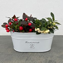 チェッカーベリー：紅白セット（フレンチブリキポット　オーバル）