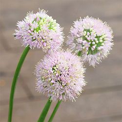 アリウム：エスミー　3.5号ポット