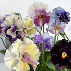 パンジー：フェデネージュ　ブルー 3-3.5号ポット 3株セット