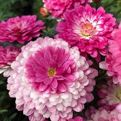 マーガレット：スマッシュ　ダブルストロベリークリーム5号鉢植え