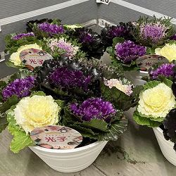 ハボタン：光子ミックス7号鉢植え