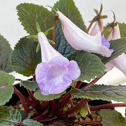 シンニンギア：エオモルファ3.5号