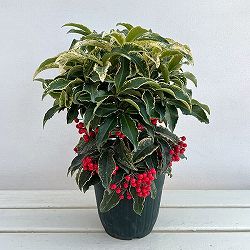 万両（マンリョウ）：曙大鵬（あけぼのたいほう）5号鉢植え[実付き]