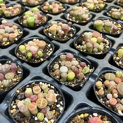 リトープス：カラフルミックス　2号ポット 3株セット