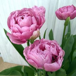 チューリップ：アメイジンググレイス 5号鉢植え